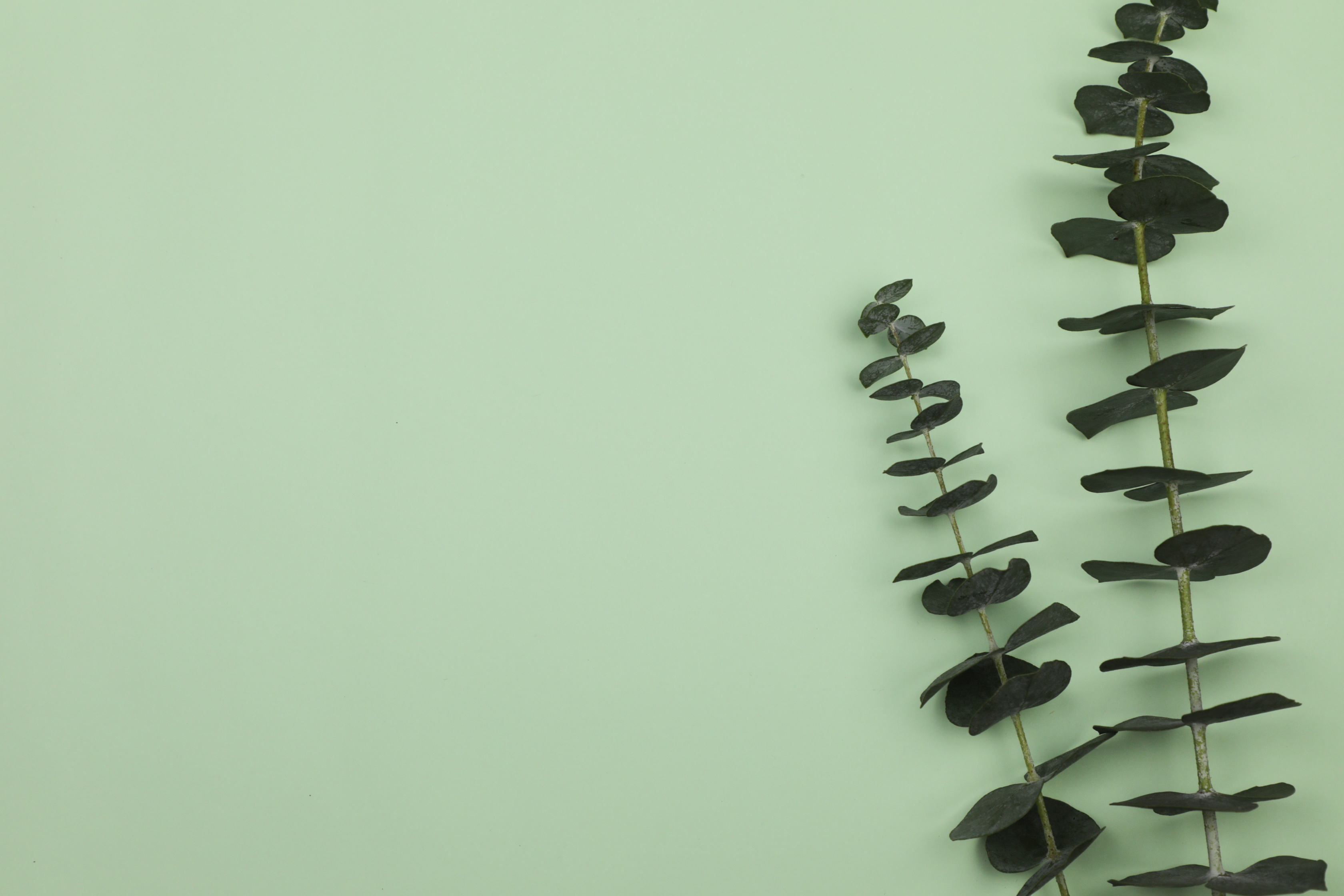 Eucalyptus Flatlay Minimalist Background